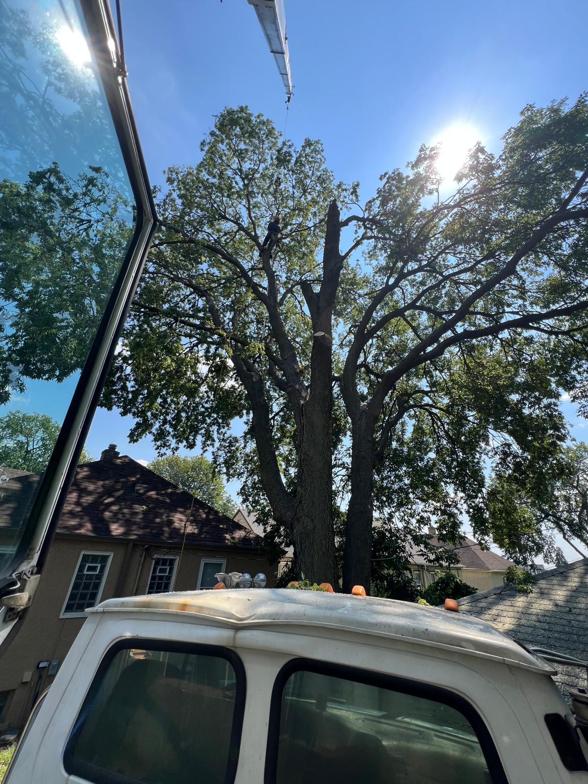 30 ton tree removal minneapolis mn alift crane inc minnesota crane service for tree companies